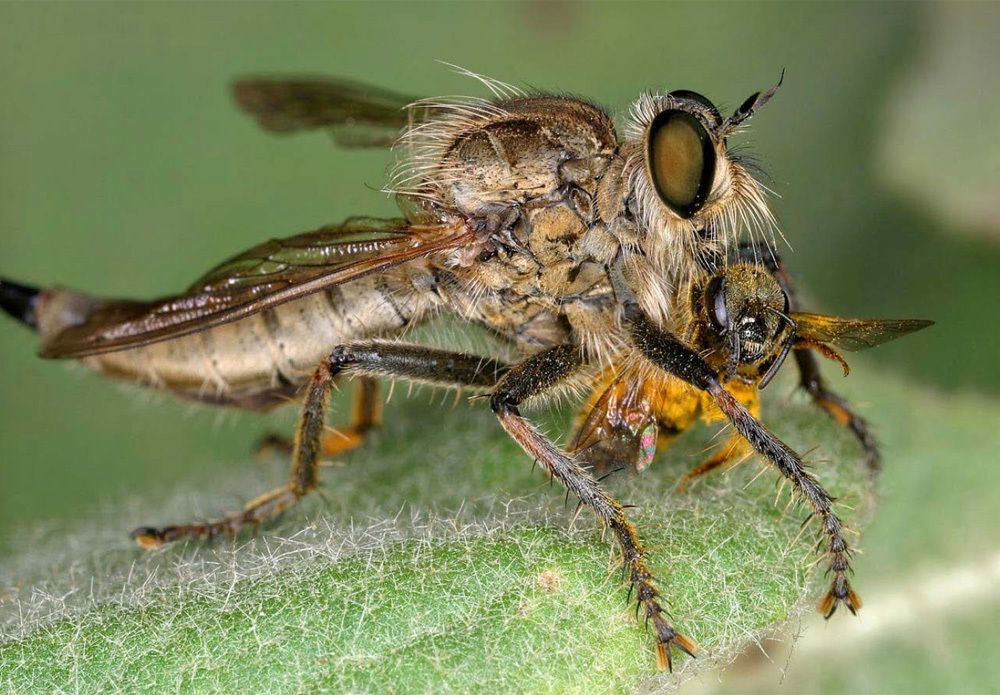Weibchen von Machimus rusticus mit kleiner Biene (aus der Familie Halictidae) als Beute