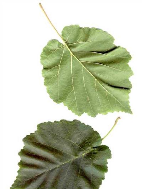 Baum-Hasel - Blätter