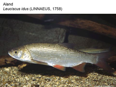 Bildvergrößerung: 12 Aland - Leuciscus idus (Linnaeus, 1758)