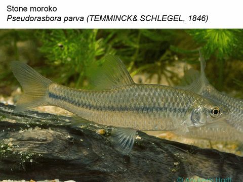Enlarge photo: 31 Stone moroko - Pseudorasbora parva (Temminck & Schlegel, 1846)