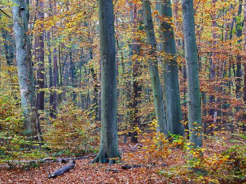 LSG Köpenicker Wälder nördlich der Müggelspree, Wald bei Hessenwinkel