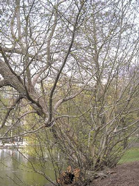 Kaukasische Flügelnuss - Flügelnussbaum
