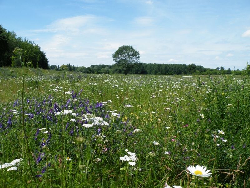 Flower meadow in Gutspark Falkenberg
