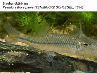 Bildvergrößerung: 31 Blaubandbärbling - Pseudorasbora parva (Temminck & Schlegel, 1846)