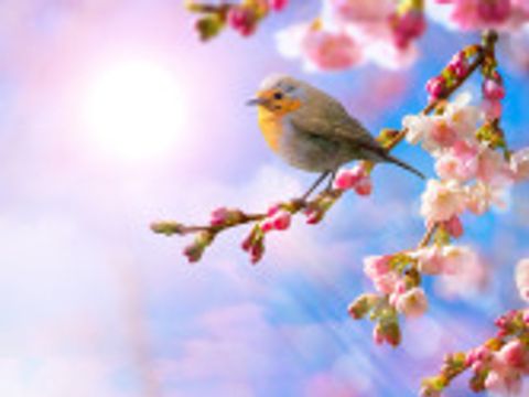 Bildvergrößerung: Rotkehlchen sitzt auf einem Kirschblütenzweig