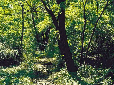 Bildvergrößerung: Unter dichten, satt grünen Baumkronen hinweg führt ein unbefestigter Weg in den naturbelassenen Wald. Durch das Laub dringt Sonnenlicht auf den Pfad. Zu beiden Seiten wuchert niedriger Bewuchs, zwischen den Bäumen hat sich ein undurchdringbares Dickicht gebildet. Einige Stämme stehen schief und neigen sich über den Weg.