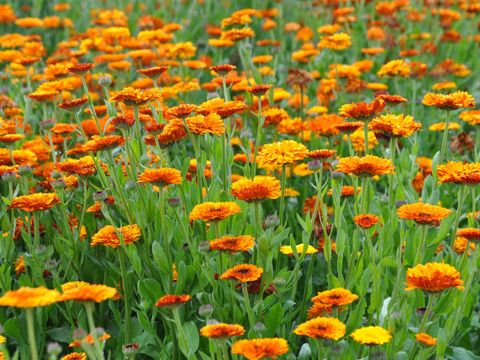 Ein Feld voller Ringelblumen