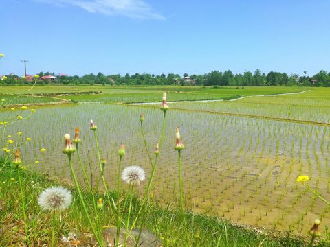 Reisfeld und Blumen