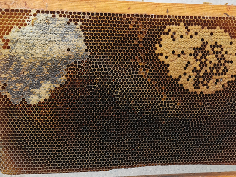 Brutwabe mit Futter- und Pollenkranz sowie Brutnest im Überblick