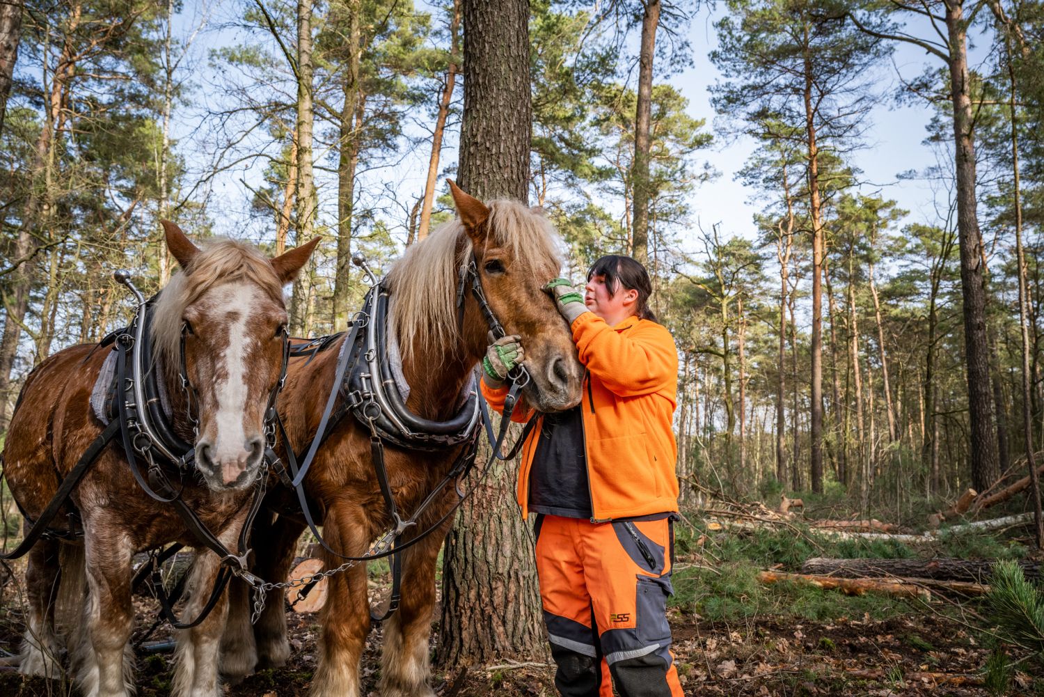 Angestellte der Berliner Forsten mit zwei Rückepferden