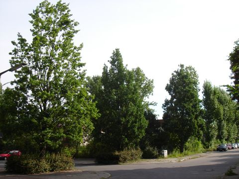 Strassenbaum