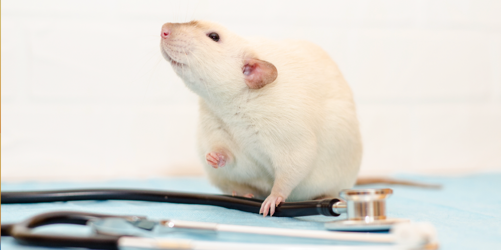 weiße Maus und ein Stethoskop auf einem Tisch