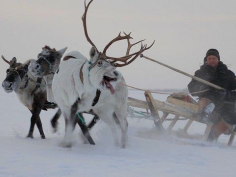 Die Hüter der Tundra - Szenenbild (Foto: W-film / Lichtblick Film)