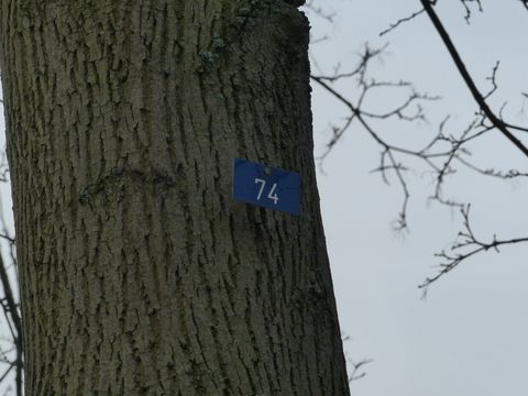 Blaue Baumnummer am Baum