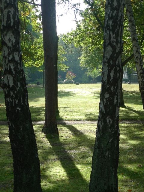 Bildvergrößerung: Waldfriedhof zehlendorf Bäume