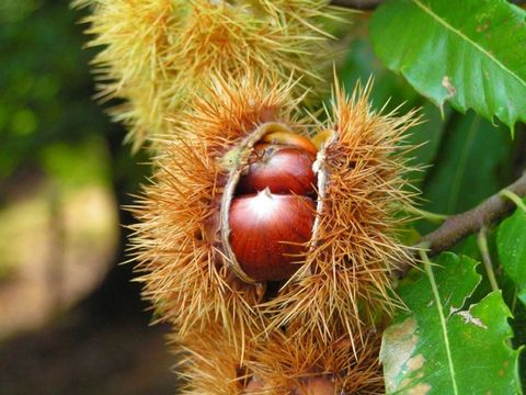 Bildvergrößerung: Früchte der Edel-Kastanie mit den braunen Maronen 