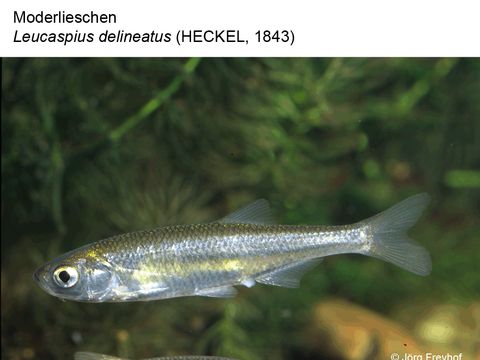 Enlarge photo: 21 Moderlieschen - Leucaspius delineatus (Heckel, 1843)