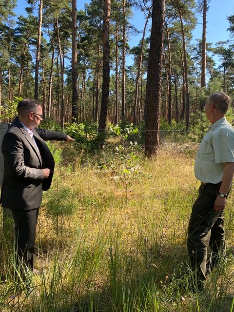 Bildvergrößerung: Bezirksbürgermeister Igel steht vor einem neuen Baum, der im Zuge des Berliner Mischwaldprogramms gepflanzt wurde