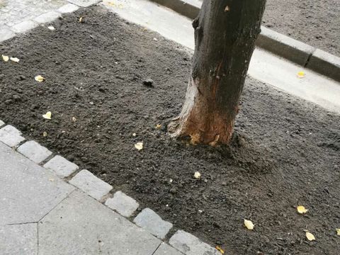 Neu verfüllte Baumscheibe im Straßenland