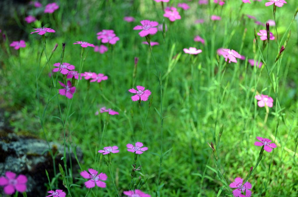 Ein Blick auf violett blühende Heide-Nelken. Sonnenlicht fällt auf einige Blüten links im Bild. Die zarten, gestielten Blüten überragen den übrigen Teil der krautartigen, sattgrünen Pflanzen. Sie haben schlanke Blütenkelche mit fünf gleichmäßigen Kronblättern, die am oberen Ende gezähnt sind. 