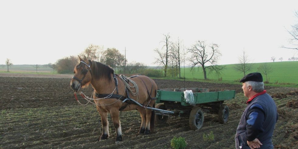 Der Bauer mit seinem Zugpferd vor einem Wagen auf dem Kartoffelacker