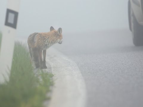 Bildvergrößerung: Auto fährt an einem Fuchs vorbei, der am Straßenrand steht.