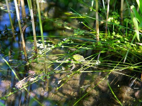 Bildvergrößerung: Frosch im Teich der Gartenarbeitsschule