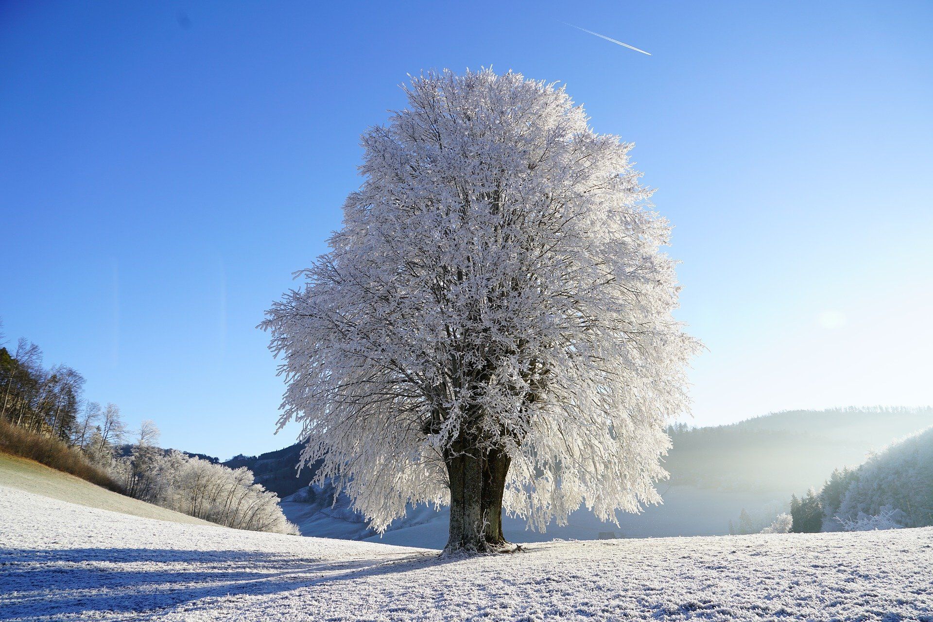 Schneebedeckter Baum in der Landschaft