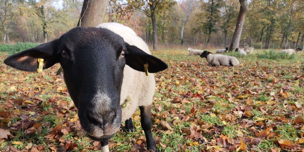 Schafe auf der Wiese auf dem Friedhof Baumschulenweg
