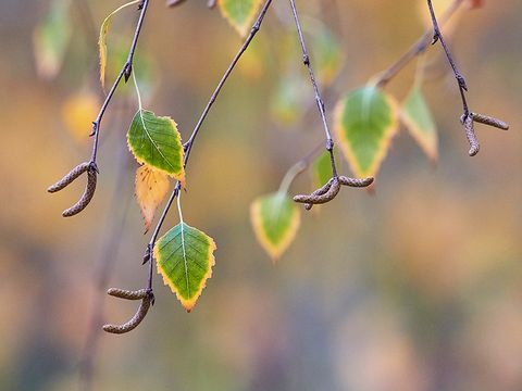 Bildvergrößerung: Vor verschwommenem gelb-grünem Hintergrund ragt ein Zweig einer Hänge-Birke nach unten. Die dünnen grünen Blätter haben einen gezackten Außenrand, der goldgelb gefärbt ist. Die weiblichen und männlichen Blüten wachsen getrennt in hängenden Kätzchen auf der Pflanze.