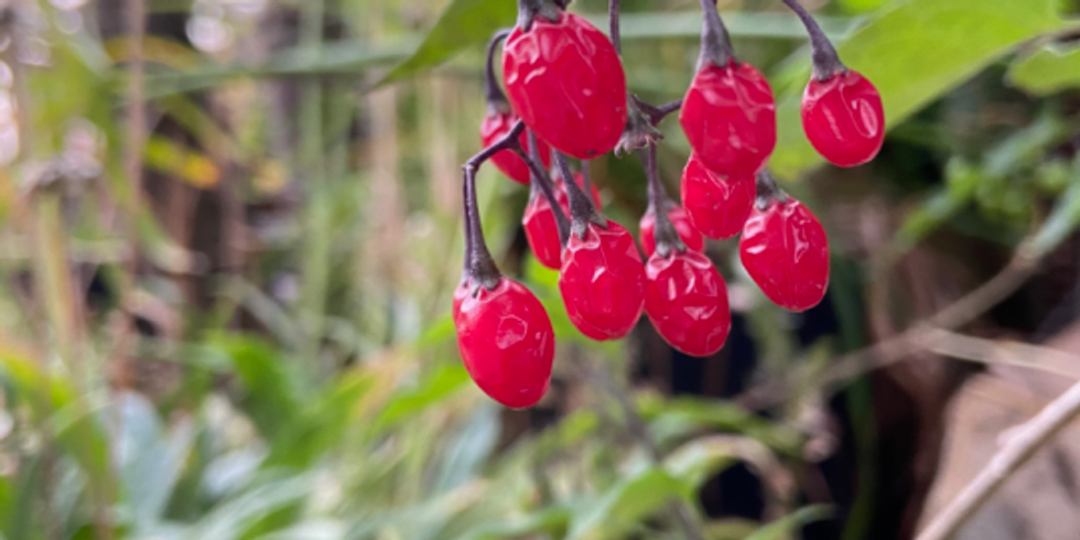 Ausgetrocknete Früchte einer roten Pflanze hängen an einer Sprossachse mit grünen Blättern