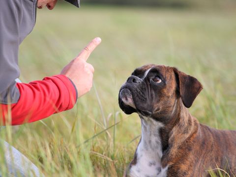 Mann hält seinen Zeigefinger ermahnend vor das Gesicht seines Hundes