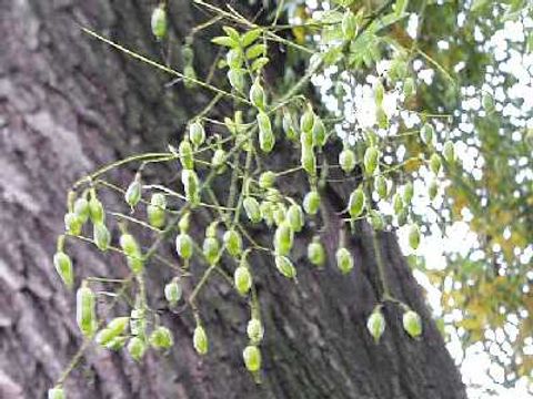 Schnurbaum - Früchte des Honigbaums