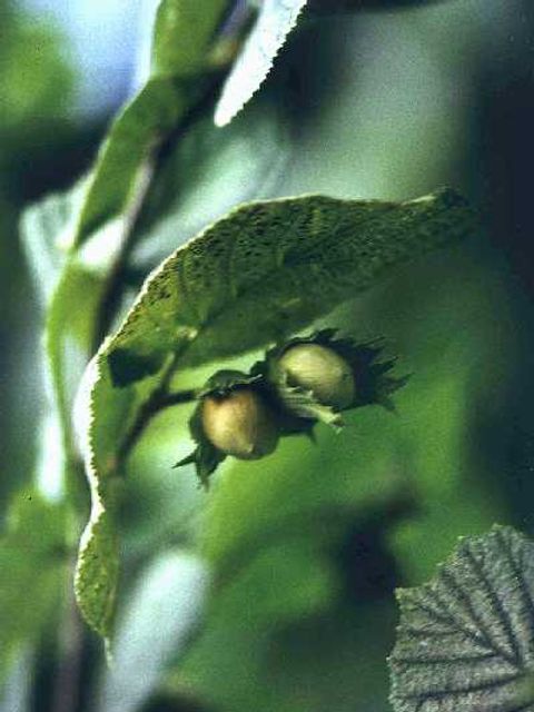 Haselnuss - Haselnussbaumfrüchte in Nahaufnahme