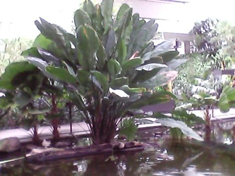 Eine bananenstaude mit großen Blättern im Biosphären-Haus