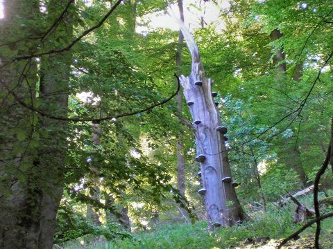 In den Berliner Wäldern finden sich viele abgestorbene Bäume, die als Lebensraum für unzählige Lebewesen dienen.