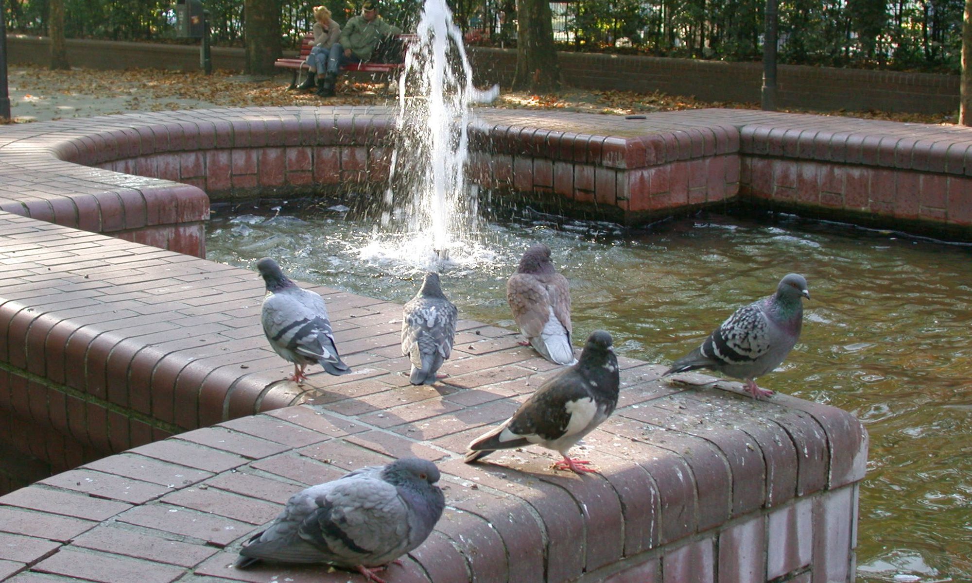 Tauben am Hermann-Ehlers-Platz 
