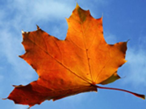 teaser_Ein orange-leuchtendes Herbstblatt und im Hintergrund der strahlend blaue Himmel