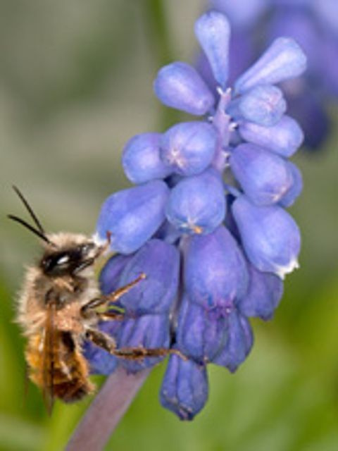 Bildvergrößerung: Eine Rostrote Mauerbiene saugt an einer glockenförmigen Blüte einer blauen Traubenhyazinthe. Das kleine rotbraun-pelzige Insekt besitzt zwei Flügelpaare. Im Hintergrund der Nahaufnahme unscharfe grüne Gräser.