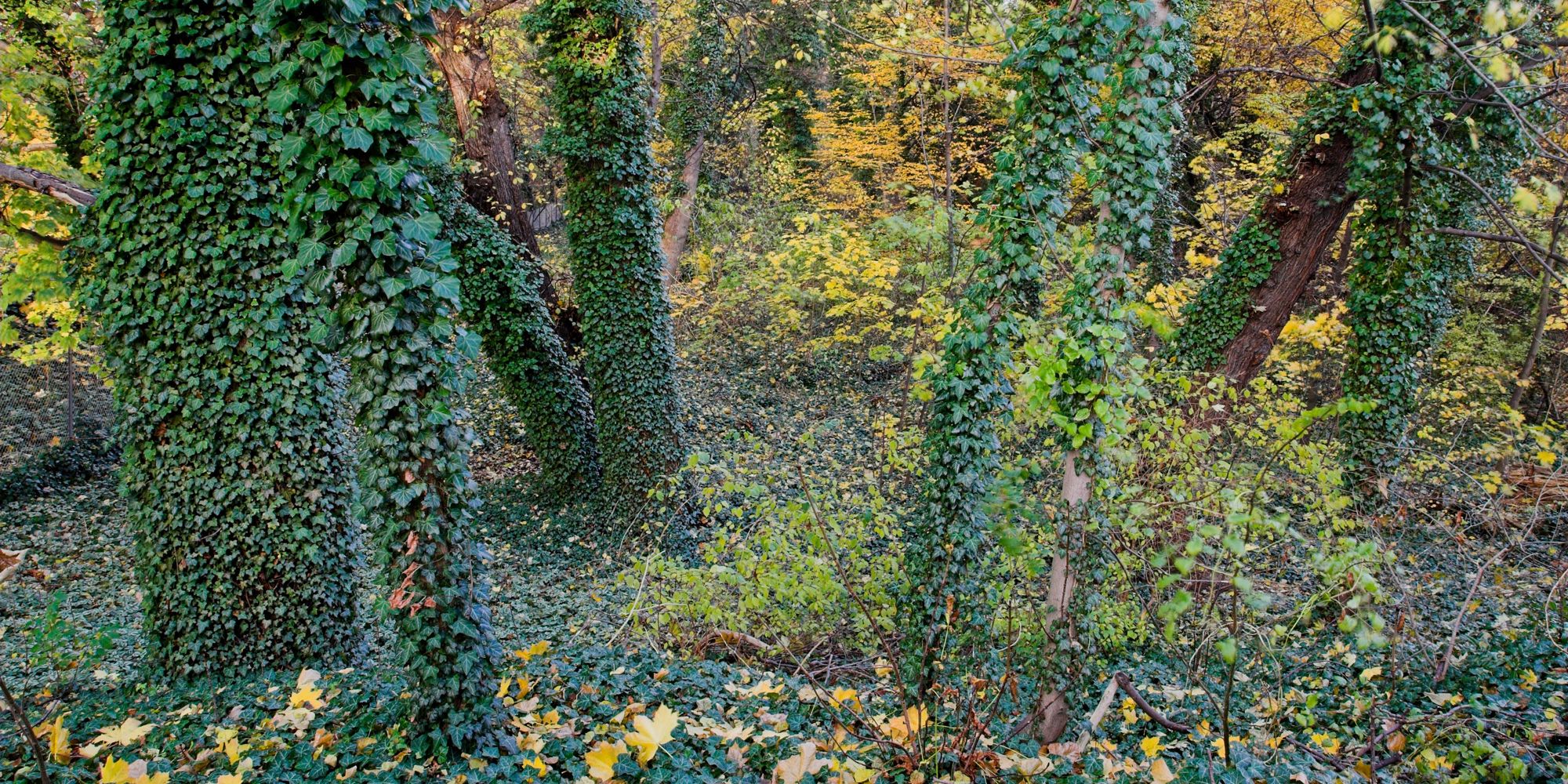 Bildvergrößerung: NSG Schlosspark Lichterfelde, Efeuberankte Bäume im Schlosspark Lichterfelde