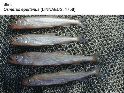 Bildvergrößerung: 08 Stint - Osmerus eperlanus (Linnaeus, 1758)
