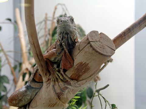 Bildvergrößerung: Grüner Leguan (Iguana iguana)