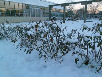 Strauch-Rosen im Winter