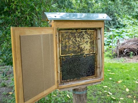 Bienen im SUZ Spandau