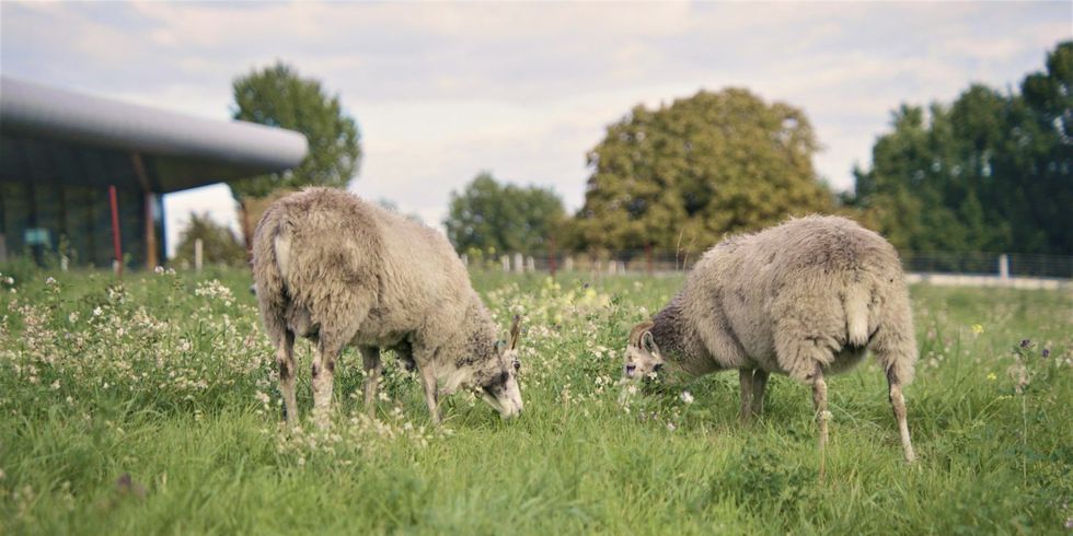 Schafe grasend