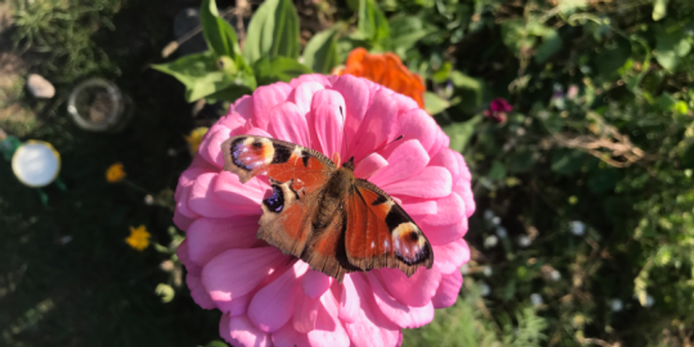Ein Schmetterling sitzt auf der Blüte eines Blattes . Sonnenlicht fällt auf Insekt und Blatt