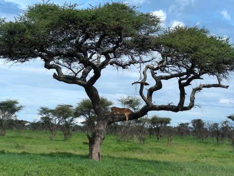 Verschlafene Löwin in Tansania
