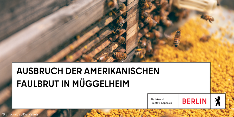 Ausbruch der amerikanischen Faulbrut in Müggelheim