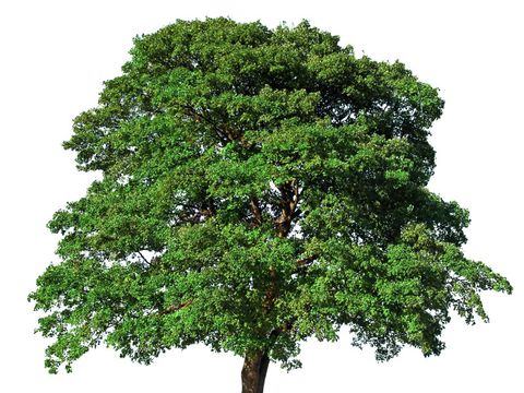 grüner Baum