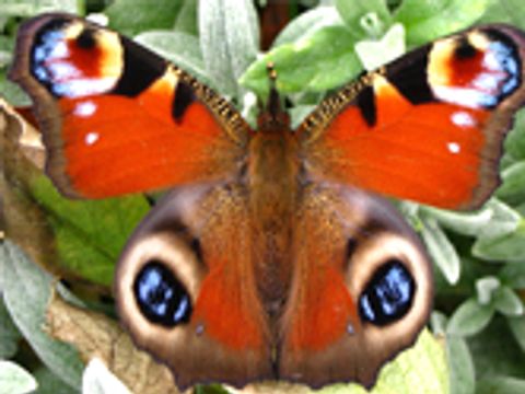 Ein Tagpfauenauge (Schmetterling mit einem Muster auf den Flügeln welches aussieht wie Augen) in Großaufnahme